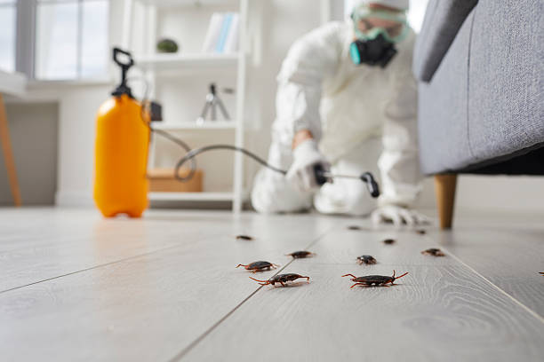 Post-Treatment Bed Bug Interceptor Monitoring in Westchester
